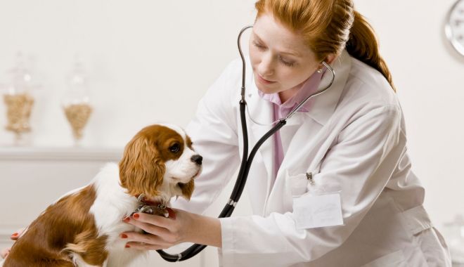 Restricții aberante privind înființarea firmelor de contabilitate și a cabinetelor medicale veterinare