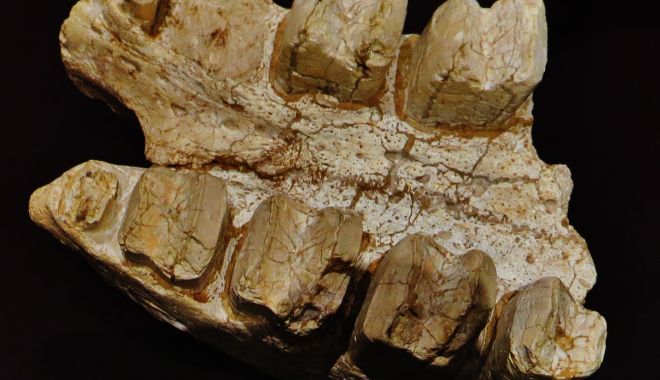 Fosile ale unui exemplar de leneș gigantic, descoperite în Guiana Franceză