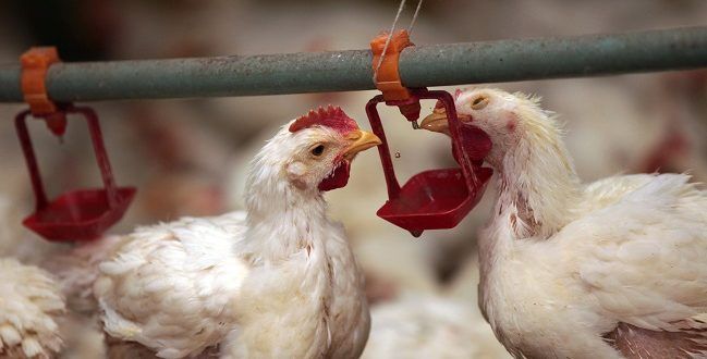 Creşterea numărului persoanelor infectate cu gripa aviară în China suscită îngrijorare în rândul experţilor