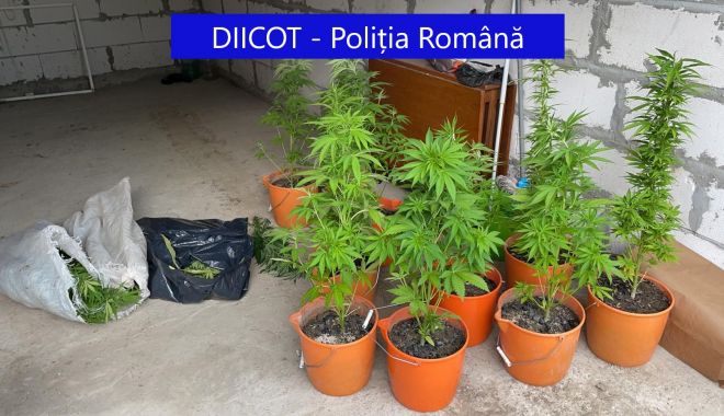 PERCHEZIȚII ÎN CONSTANȚA. GHIVECE CU CANNABIS, găsite într-o locuință!