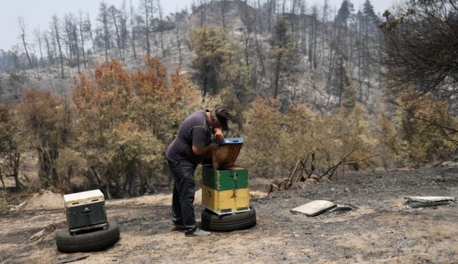 Incendiile din Grecia şi Turcia vor avea un impact devastator asupra albinelor