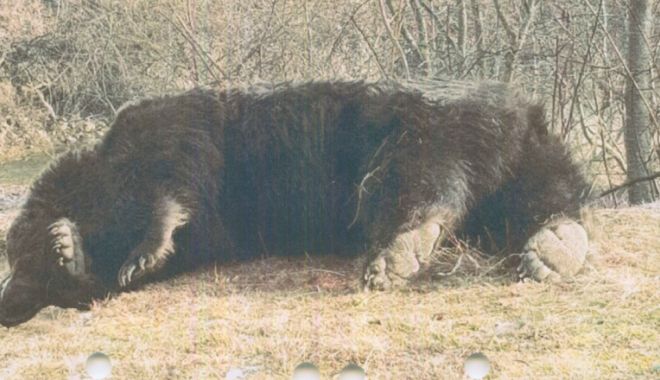 Arthur, cel mai mare urs din România, a fost ucis de un prinț din Austria