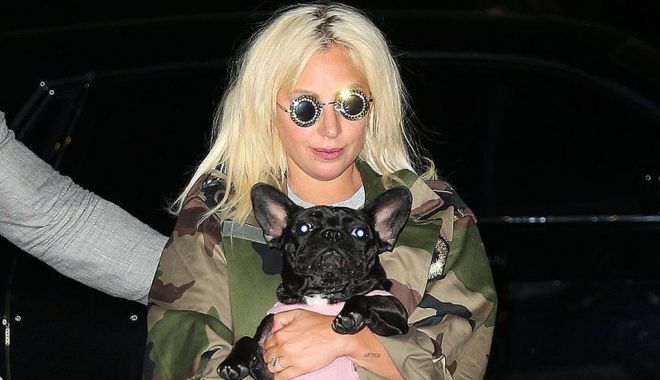 BBC: Cinci persoane arestate în cazul răpirii câinilor lui Lady Gaga