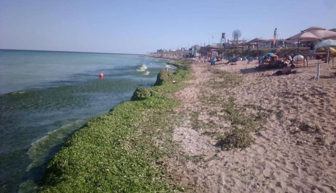 Mii de tone de alge, adunate de pe plaje, pe litoral