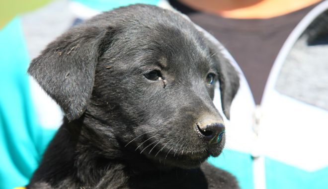 O nouă etapă de sterilizare a câinilor fără stăpân