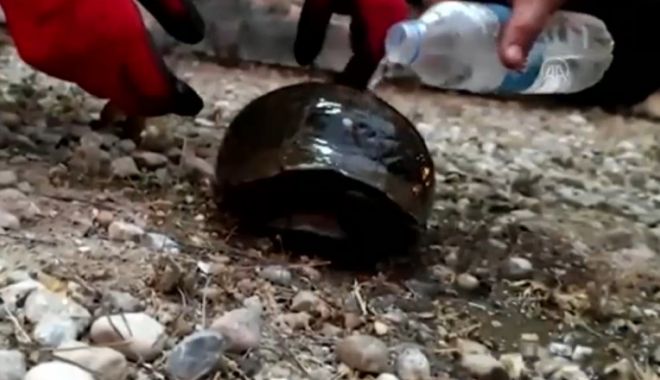 Imaginile zilei vin din Turcia. Pompierii au salvat o broască ţestoasă de sub cenuşă