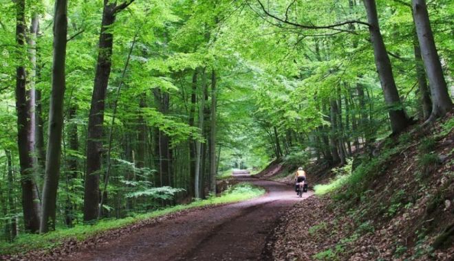 Fetiță de 13 ani, găsită moartă în pădure, la Telciu