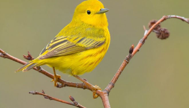 Aproape 20% din speciile de păsări din Europa sunt amenințate cu dispariția