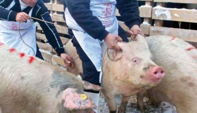 Focar de pestă porcină africană în comuna Corni
