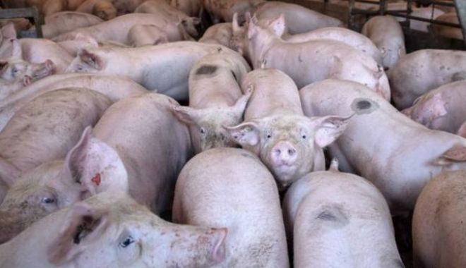 Focare de pestă porcină africană, active la nivel național
