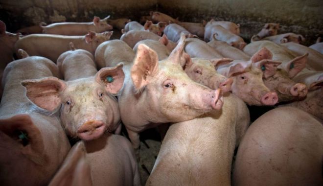 Avertismentul fermierilor: Porcul românesc, pe cale de dispariție din cauza pestei porcine