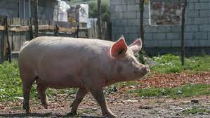 Focar de pestă porcină africană în Capitală