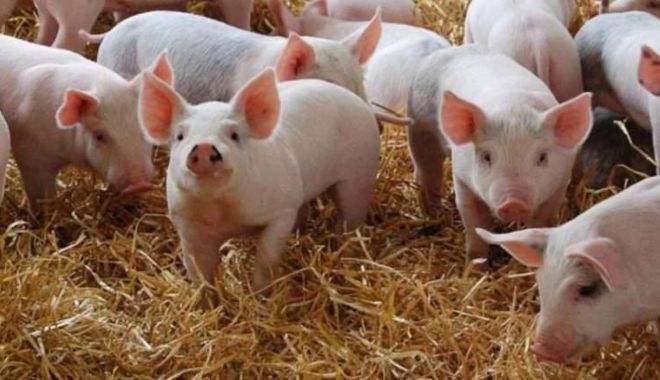 ANSVSA NU interzice şi NU limitează creşterea porcilor în gospodării