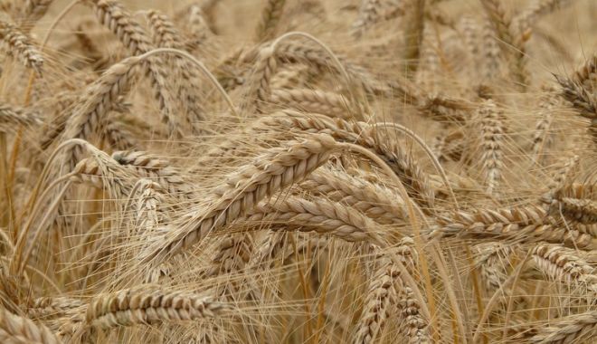 Producţia agricolă vegetală a scăzut în 2020