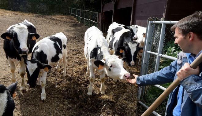 Reguli noi pentru crescătorii de animale, dacă vor fonduri europene