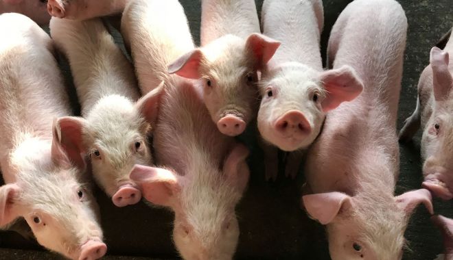 Republica Moldova a interzis importurile de carne de porc din România