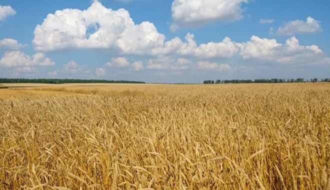 România are un nivel excepţional la recolta din acest an