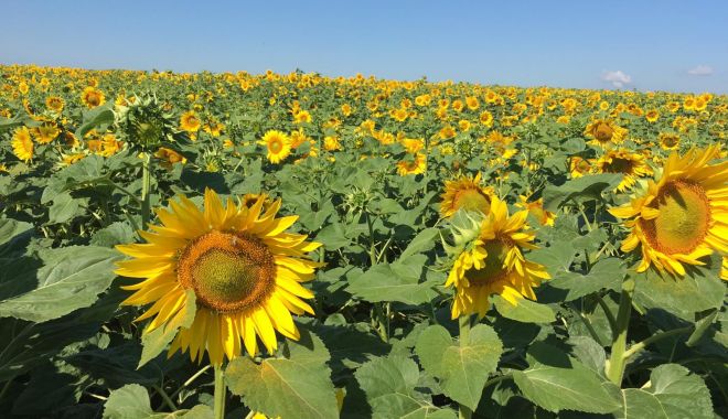 România rămâne cel mai mare producător de floarea-soarelui din Uniunea Europeană
