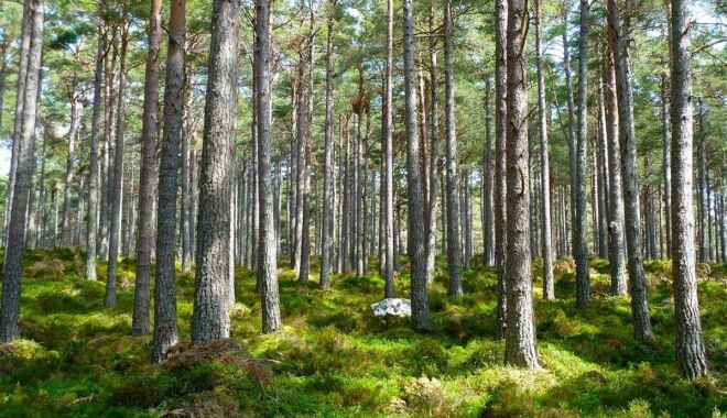 Ajutor de stat pentru „Servicii de silvomediu, servicii climatice și conservarea pădurilor”