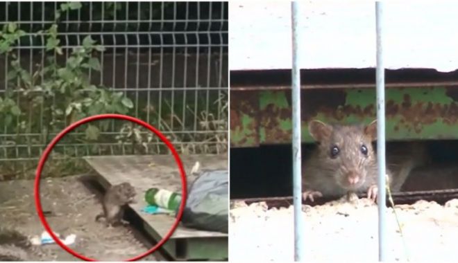 Șobolanii au invadat Ploieștiul! Oamenii cer autorităților măsuri urgente