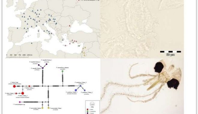 Cercetătorii au descoperit o nouă specie de insectă, pe care au botezat-o după numele Simonei Halep