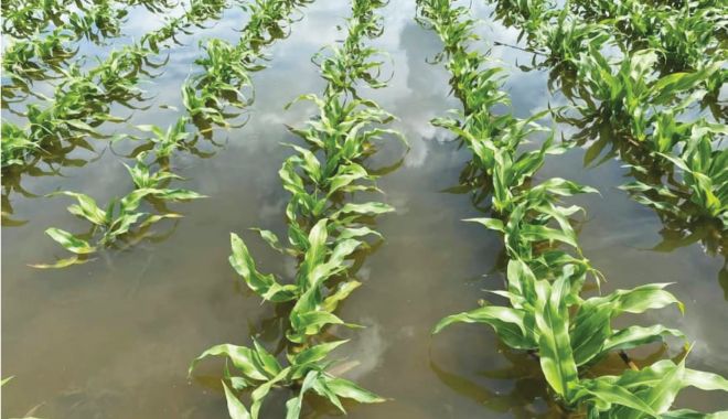 Suprafaţa agricolă afectată de fenomenele meteorologice extreme se actualizează zilnic