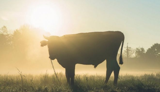 Un bărbat din Alba a murit, după ce a fost atacat de un taur din gospodăria sa