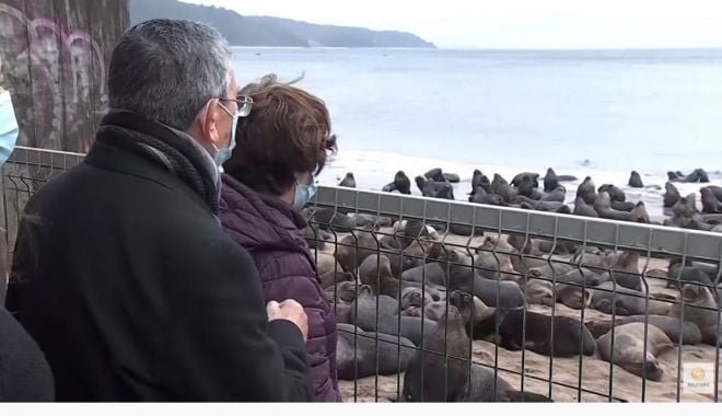 Un oraş din Chile a fost invadat de lei de mare