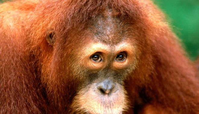 Aproximativ 30 de urangutani din Borneo, testați pentru coronavirus. Care este MOTIVUL