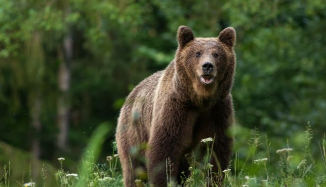 Bărbat atacat de urs în timpul unei partide ce vânătoare
