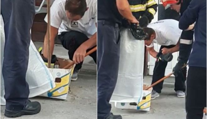 Panică la un magazin alimentar, după ce o viperă a fost găsită într-o ladă de legume