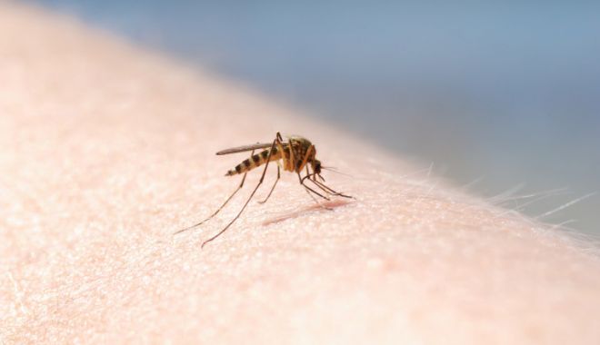 Încă două cazuri de infecţie cu virusul West Nile raportate în România