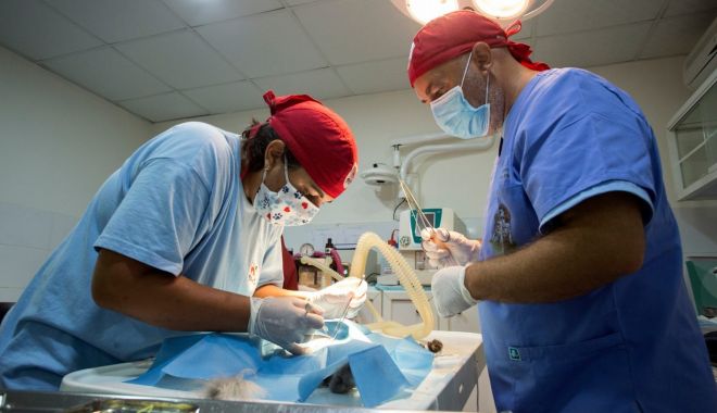 A început a doua campanie de sterilizare gratuită a animalelor de rasă comună din municipiul Constanţa