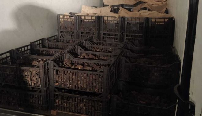 Trufe de peste jumătate de milion de lei, confiscate de Poliție