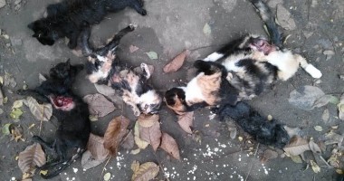 Masacru In Constanţa Pisici Spintecate Si Cu Organele Scoase