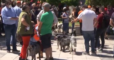 Grecii au protestat împotriva sterilizării animalelor de companie