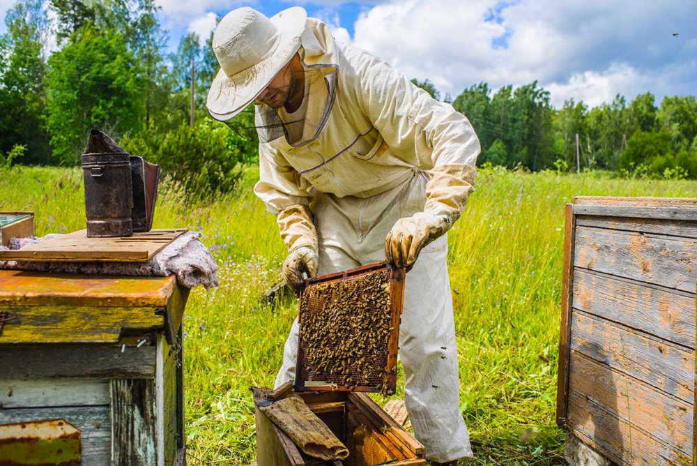 Termen limită pentru apicultori până când pot depune cererile pentru ajutorul de minimis - 7apicultoriptnet-1637843159.jpg