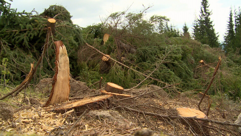 Doi bărbați au murit după ce un arbore pe care îl tăiau ilegal a căzut peste ei - copac-1642175711.jpg
