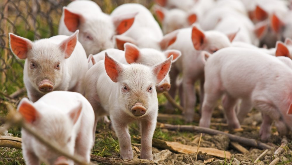 Ordinul privind numărul de porci ar opri activitatea ilegală a samsarilor - ordinulprivindnumarul-1614365910.jpg