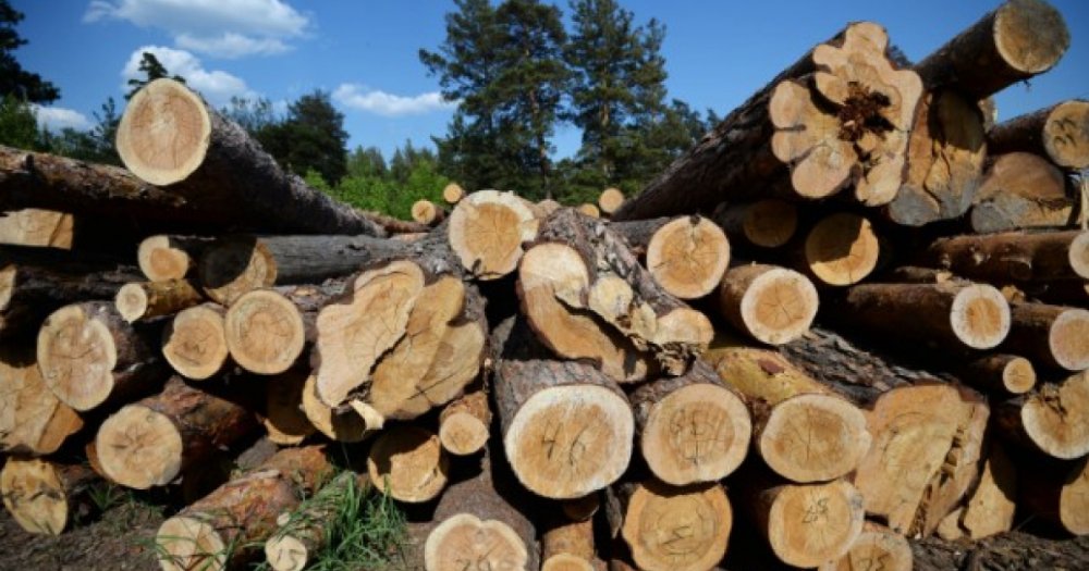 Ministerul Mediului anunță un nou sistem de urmărire a lemnului tăiat - primaruluneicomunedinargesprinsl-1612016720.jpg